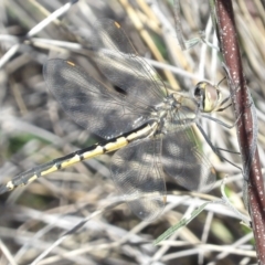 Hemicordulia tau (Tau Emerald) at Isaacs, ACT - 26 Aug 2024 by MatthewFrawley