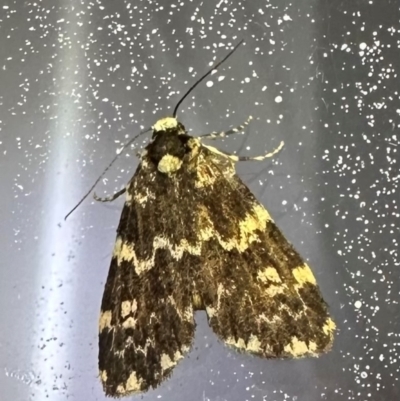 Halone coryphoea (Eastern Halone moth) at Arakoon, NSW - 21 Aug 2024 by Pirom