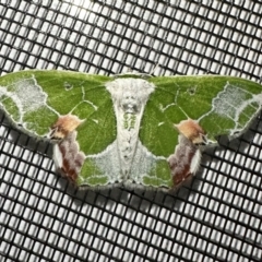 Protuliocnemis partita (A Geometer moth (Geometrinae)) at Arakoon, NSW - 25 Aug 2024 by Pirom