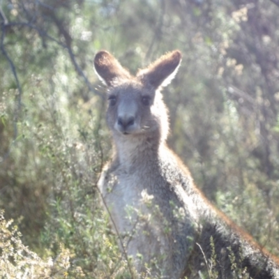 Macropus giganteus (Eastern Grey Kangaroo) at Isaacs, ACT - 26 Aug 2024 by MatthewFrawley