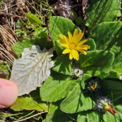 Cymbonotus sp. (preissianus or lawsonianus) at Isaacs, ACT - 26 Aug 2024