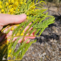 Acacia decurrens at Isaacs, ACT - 26 Aug 2024