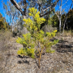 Acacia decurrens at Isaacs, ACT - 26 Aug 2024