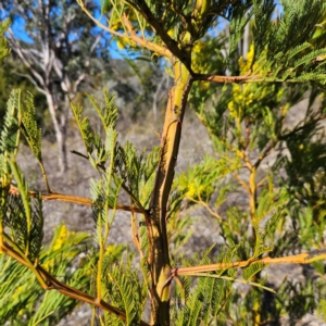 Acacia decurrens at Isaacs, ACT - 26 Aug 2024