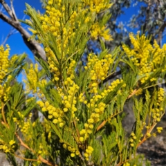 Acacia decurrens at Isaacs, ACT - 26 Aug 2024