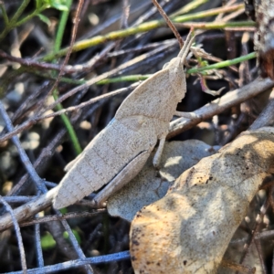 Goniaea australasiae at Isaacs, ACT - 26 Aug 2024 02:25 PM