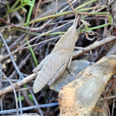 Goniaea australasiae at Isaacs, ACT - 26 Aug 2024 02:25 PM