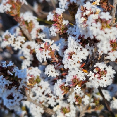 Styphelia attenuata (Small-leaved Beard Heath) at Isaacs, ACT - 26 Aug 2024 by MatthewFrawley