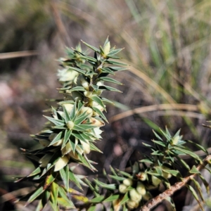 Melichrus urceolatus at Isaacs, ACT - 26 Aug 2024