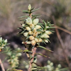 Melichrus urceolatus at Isaacs, ACT - 26 Aug 2024