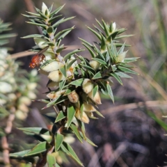 Melichrus urceolatus at Isaacs, ACT - 26 Aug 2024