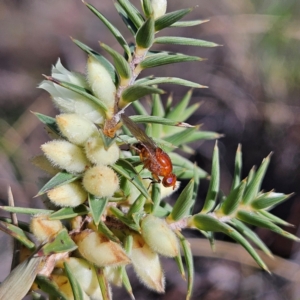 Rhagadolyra magnicornis at Isaacs, ACT - 26 Aug 2024 01:59 PM