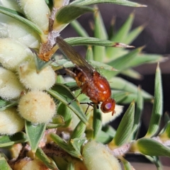 Rhagadolyra magnicornis at Isaacs, ACT - 26 Aug 2024 01:59 PM