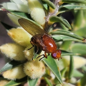 Rhagadolyra magnicornis at Isaacs, ACT - 26 Aug 2024 01:59 PM