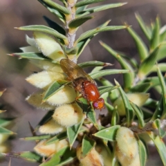 Rhagadolyra magnicornis at Isaacs, ACT - 26 Aug 2024