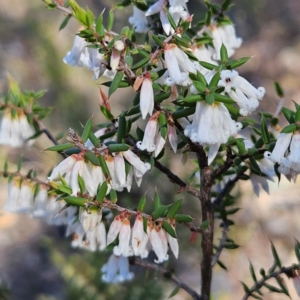 Styphelia fletcheri subsp. brevisepala at Isaacs, ACT - 26 Aug 2024