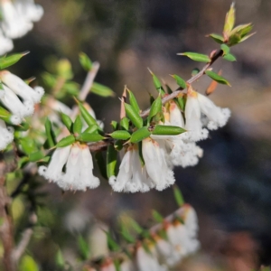 Styphelia fletcheri subsp. brevisepala at Isaacs, ACT - 26 Aug 2024