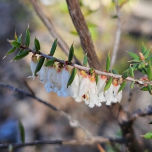 Styphelia fletcheri subsp. brevisepala at Isaacs, ACT - 26 Aug 2024