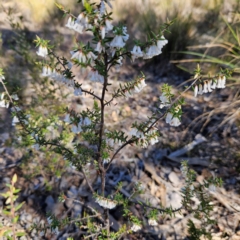 Styphelia fletcheri subsp. brevisepala at Isaacs, ACT - 26 Aug 2024