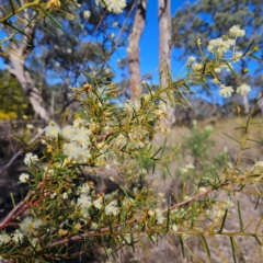 Acacia genistifolia (Early Wattle) at Isaacs, ACT - 26 Aug 2024 by MatthewFrawley