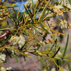 Acacia genistifolia at Isaacs, ACT - 26 Aug 2024