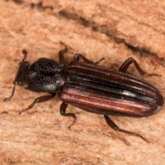 Ascetoderes vittatus (Teredid beetle) at Flynn, ACT - 26 Aug 2024 by kasiaaus