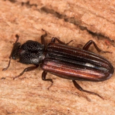 Ascetoderes vittatus (Teredid beetle) at Flynn, ACT - 26 Aug 2024 by kasiaaus