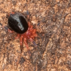 Scotospilus sp. (genus) (A drawf sheet spider) at Flynn, ACT - 26 Aug 2024 by kasiaaus