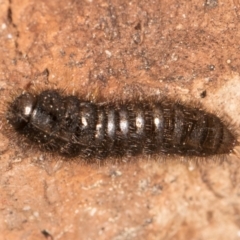 Ecnolagria sp. (genus) (A brown darkling beetle) at Flynn, ACT - 26 Aug 2024 by kasiaaus