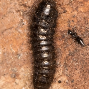 Ecnolagria sp. (genus) at Flynn, ACT - 26 Aug 2024