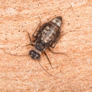 Psocodea 'Psocoptera' sp. (order) at Flynn, ACT - 26 Aug 2024