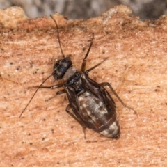 Psocodea 'Psocoptera' sp. (order) at Flynn, ACT - 26 Aug 2024