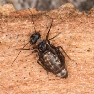 Psocodea 'Psocoptera' sp. (order) at Flynn, ACT - 26 Aug 2024