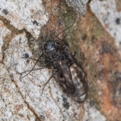 Psocodea 'Psocoptera' sp. (order) at Flynn, ACT - 26 Aug 2024 01:45 PM