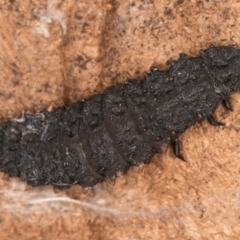 Lycidae (family) (Net-winged beetle) at Flynn, ACT - 26 Aug 2024 by kasiaaus