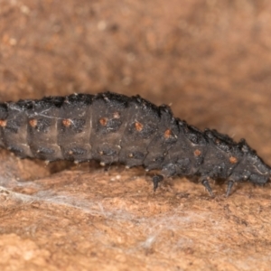 Lycidae sp. (family) at Flynn, ACT - 26 Aug 2024