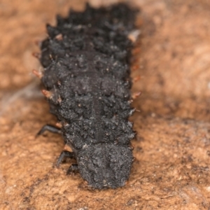 Lycidae sp. (family) at Flynn, ACT - 26 Aug 2024