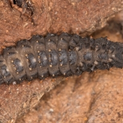 Lycidae sp. (family) at Flynn, ACT - 26 Aug 2024