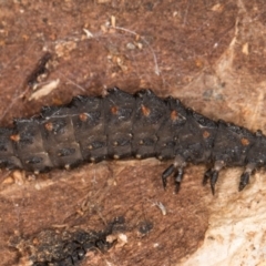 Lycidae sp. (family) at Flynn, ACT - 26 Aug 2024