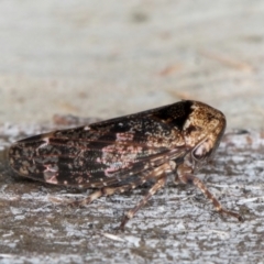 Eurymeloides adspersa (Gumtree hopper) at Flynn, ACT - 26 Aug 2024 by kasiaaus