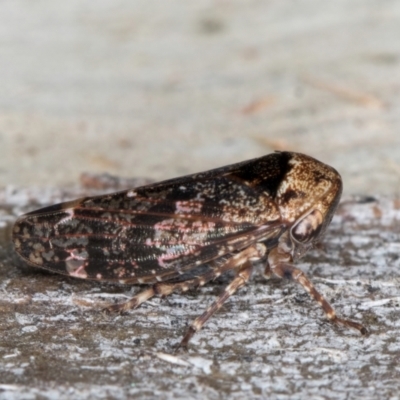 Eurymeloides adspersa (Gumtree hopper) at Flynn, ACT - 26 Aug 2024 by kasiaaus