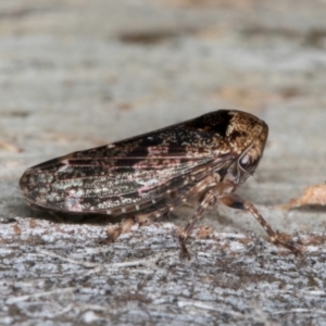 Eurymeloides adspersa at Flynn, ACT - 26 Aug 2024