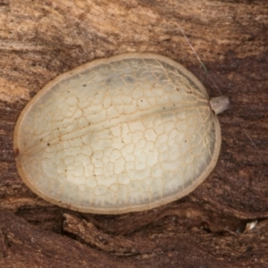 Microdontinae (subfamily) at Flynn, ACT - 26 Aug 2024 02:09 PM