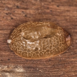 Microdontinae (subfamily) at Flynn, ACT - 26 Aug 2024 02:09 PM