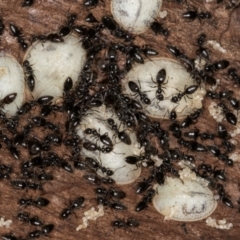 Microdontinae (subfamily) at Flynn, ACT - 26 Aug 2024 02:09 PM