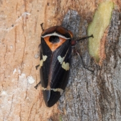 Eurymeloides pulchra (Gumtree hopper) at Flynn, ACT - 26 Aug 2024 by kasiaaus