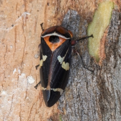 Eurymeloides pulchra (Gumtree hopper) at Flynn, ACT - 26 Aug 2024 by kasiaaus