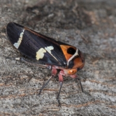 Eurymeloides pulchra at Flynn, ACT - 26 Aug 2024