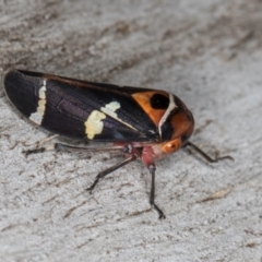 Eurymeloides pulchra at Flynn, ACT - 26 Aug 2024