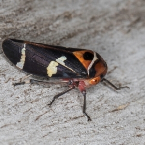 Eurymeloides pulchra at Flynn, ACT - 26 Aug 2024 02:15 PM